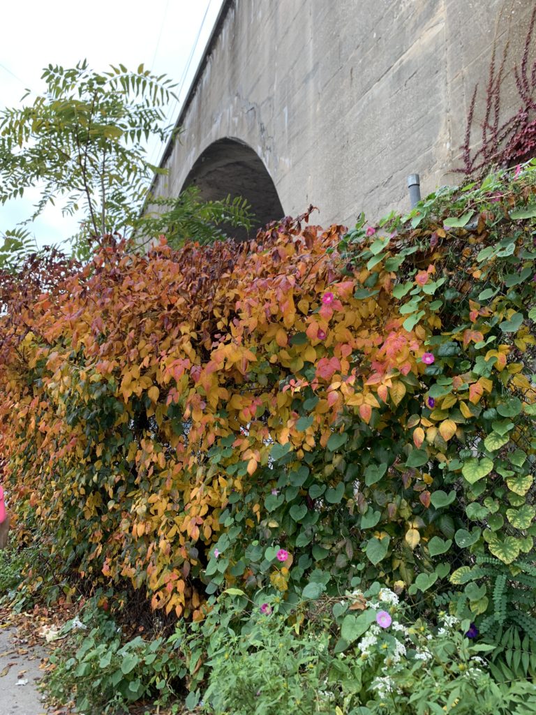 Astoria bridge and foliage