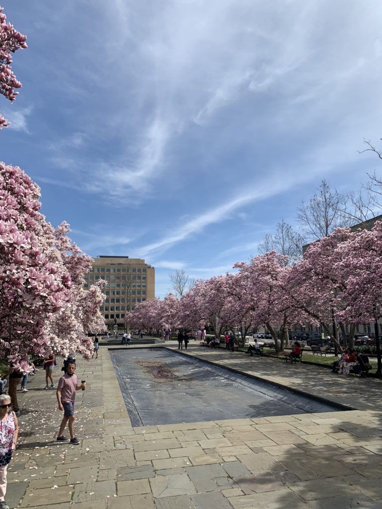 Washington D.C. during Cherry Blossom Season